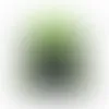 Lime Green - Black - Australia Promo Now