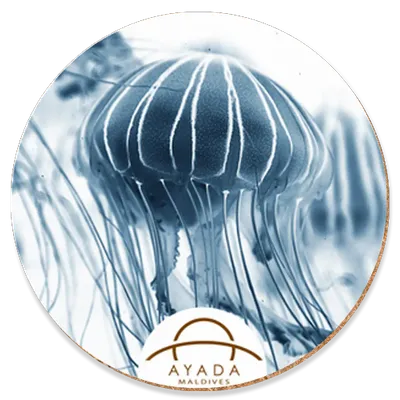 Round - Australia Promo Now