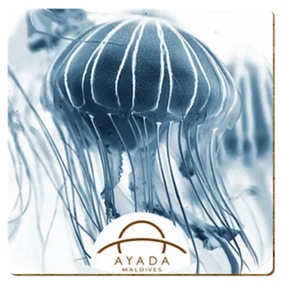 Square - Australia Promo Now