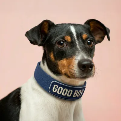 Pet Harness - Australia Promo Now