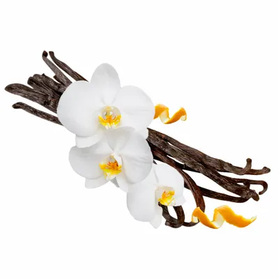 Vanilla - Australia Promo Now