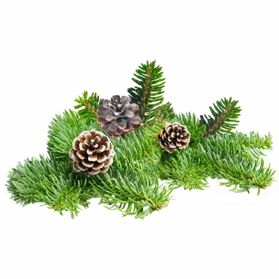 Pine - Australia Promo Now