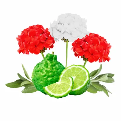 Cedar & Geranium - Australia Promo Now