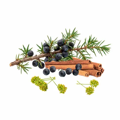 Juniper Berry - Australia Promo Now