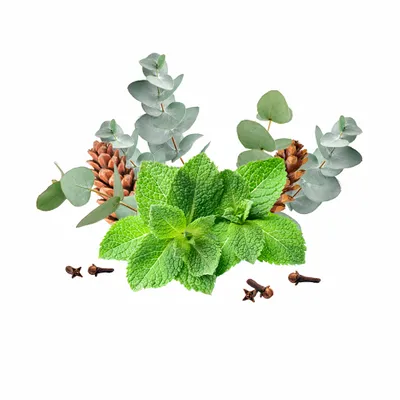 Eucalyptus & Mint - Australia Promo Now